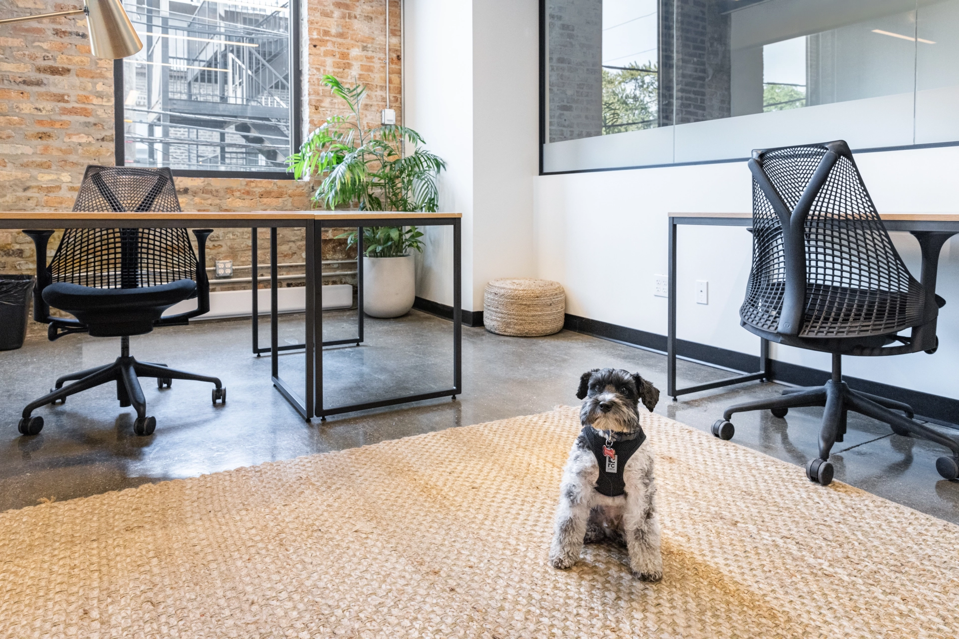 A dog lounges on a rug in a coworking office space.